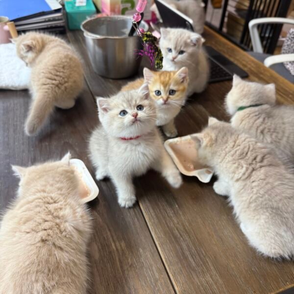 四月新崽崽上架