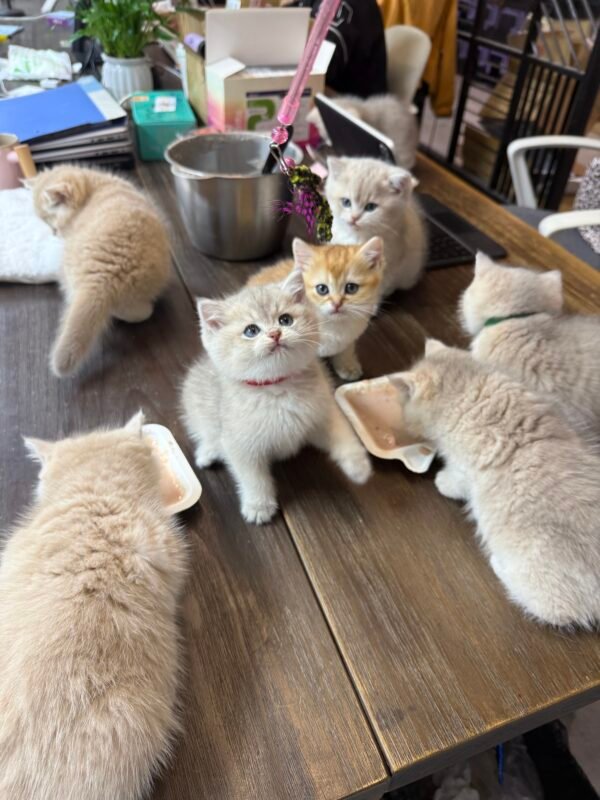 四月新崽崽上架