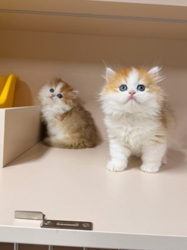 四月新崽崽上架