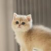 British Shorthair Blue Golden Shaded