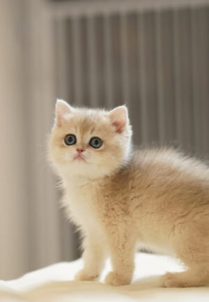 British Shorthair Blue Golden Shaded Photo 1 British Shorthair Blue Golden Shaded