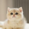 British Shorthair Blue Golden Shaded