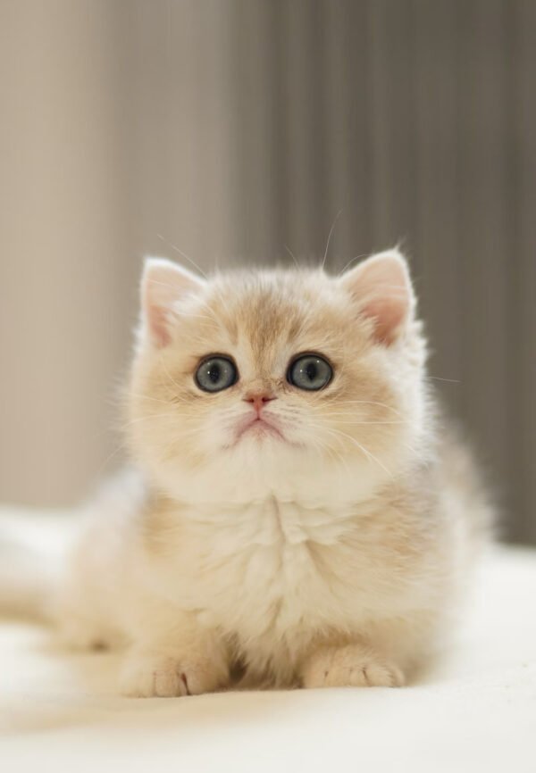 British Shorthair Blue Golden Shaded