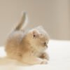 British Shorthair Blue Golden Shaded