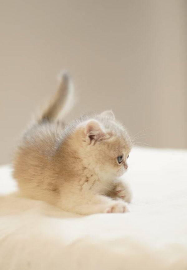 British Shorthair Blue Golden Shaded