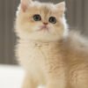 British Shorthair Blue Golden Shaded