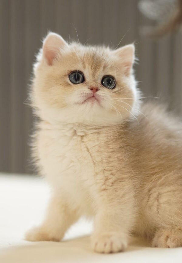 British Shorthair Blue Golden Shaded