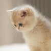 British Shorthair Blue Golden Shaded