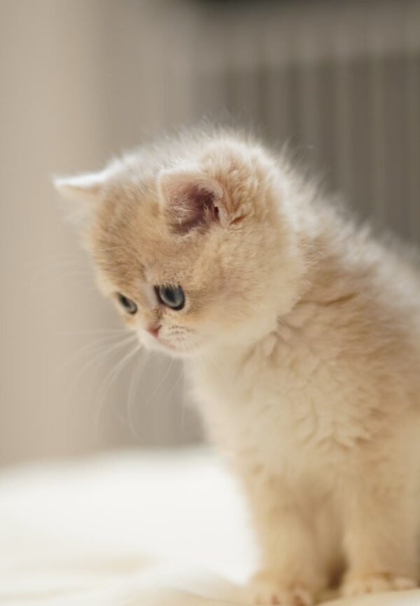 British Shorthair Blue Golden Shaded