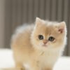 British Shorthair Blue Golden Shaded