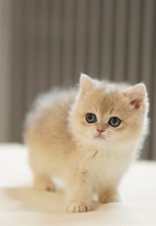 British Shorthair Blue Golden Shaded