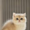 British Shorthair Blue Golden Shaded