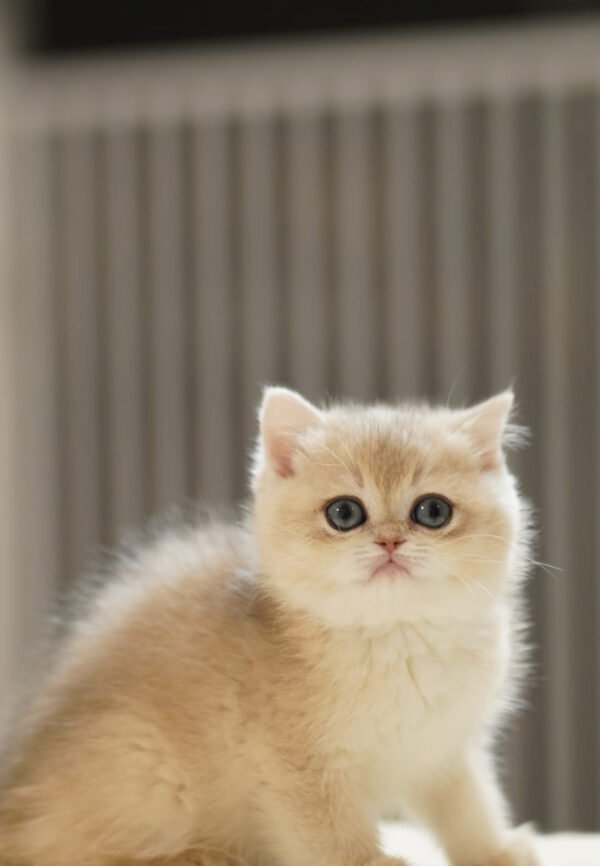 British Shorthair Blue Golden Shaded
