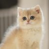 British Shorthair Blue Golden Shaded