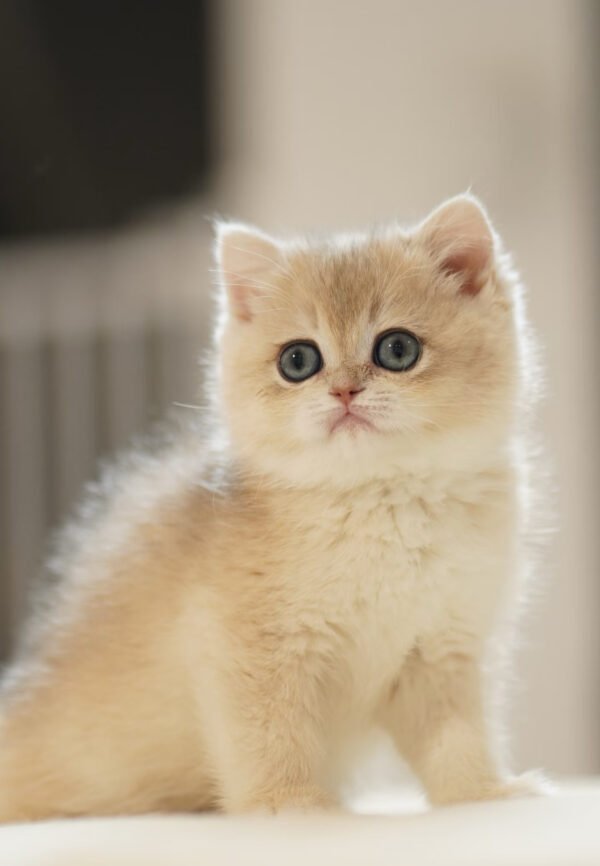 British Shorthair Blue Golden Shaded