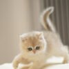 British Shorthair Blue Golden Shaded