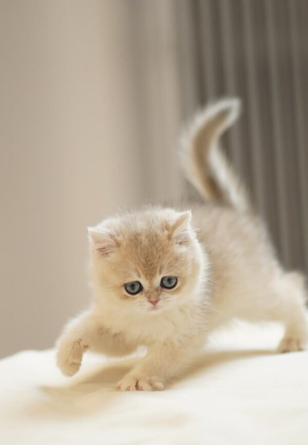 British Shorthair Blue Golden Shaded
