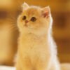 British Shorthair Blue Golden Shaded (Female) Photo 1 British Shorthair Blue Golden Shaded (Female)