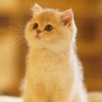 British Shorthair Blue Golden Shaded (Female) Photo 1 British Shorthair Blue Golden Shaded (Female)