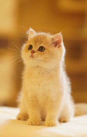 British Shorthair Blue Golden Shaded (Female) Photo 1 British Shorthair Blue Golden Shaded (Female)