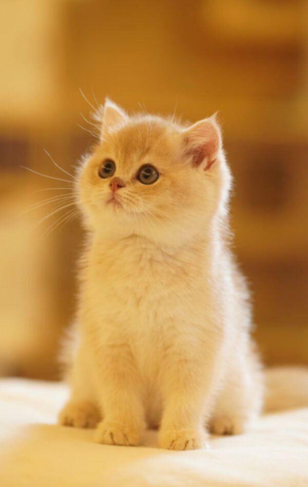 British Shorthair Blue Golden Shaded (Female) Photo 1 British Shorthair Blue Golden Shaded (Female)
