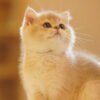 British Shorthair Blue Golden Shaded (Female) Photo 2 British Shorthair Blue Golden Shaded (Female)