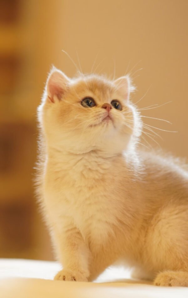 British Shorthair Blue Golden Shaded (Female) Photo 2 British Shorthair Blue Golden Shaded (Female)