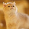 British Shorthair Blue Golden Shaded (Female) Photo 3 British Shorthair Blue Golden Shaded (Female)