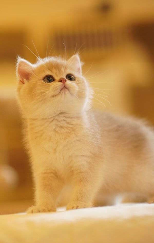 British Shorthair Blue Golden Shaded (Female) Photo 3 British Shorthair Blue Golden Shaded (Female)