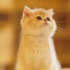 British Shorthair Blue Golden Shaded (Female) Photo 4 British Shorthair Blue Golden Shaded (Female)