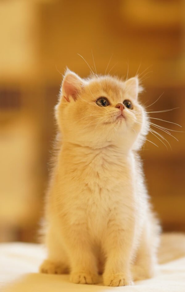 British Shorthair Blue Golden Shaded (Female) Photo 4 British Shorthair Blue Golden Shaded (Female)