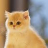 British Shorthair Blue Golden Shaded (Female) Photo 5 British Shorthair Blue Golden Shaded (Female)