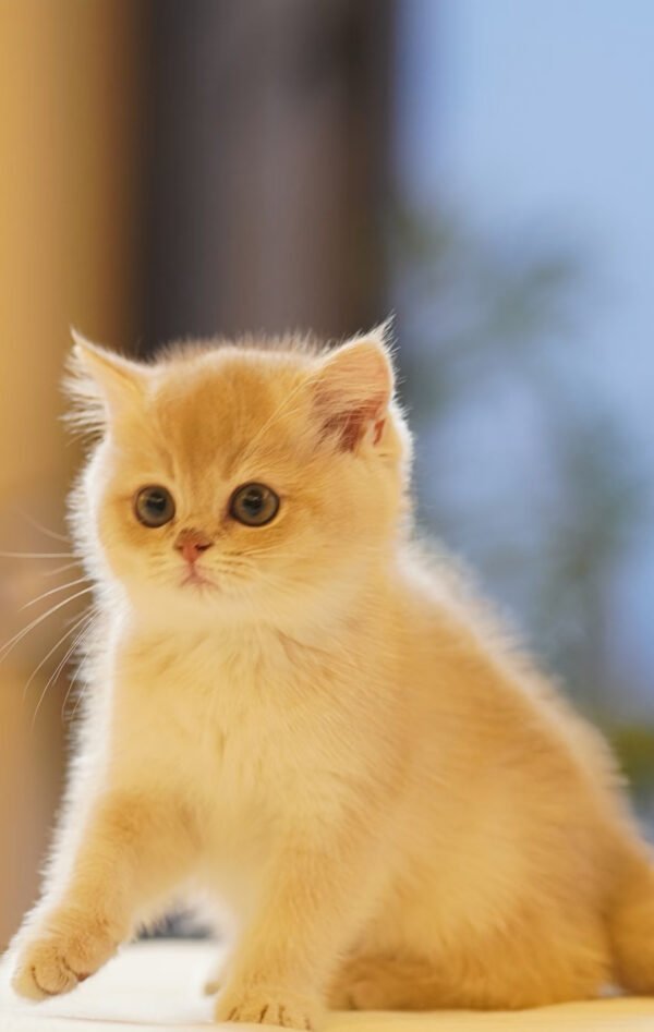 British Shorthair Blue Golden Shaded (Female) Photo 5 British Shorthair Blue Golden Shaded (Female)