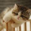 British Shorthair Golden & White Photo 1 British Shorthair Golden & White