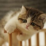 British Shorthair Golden & White Photo 1 British Shorthair Golden & White