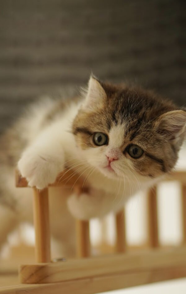 British Shorthair Golden & White Photo 1 British Shorthair Golden & White