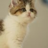 British Shorthair Golden & White Photo 2 British Shorthair Golden & White