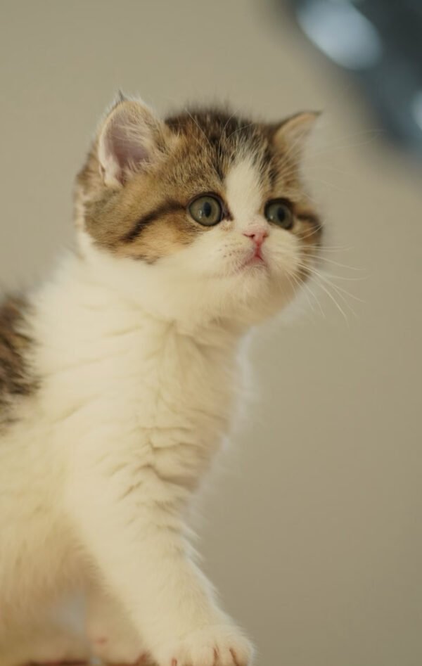 British Shorthair Golden & White Photo 2 British Shorthair Golden & White