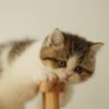 British Shorthair Golden & White Photo 3 British Shorthair Golden & White