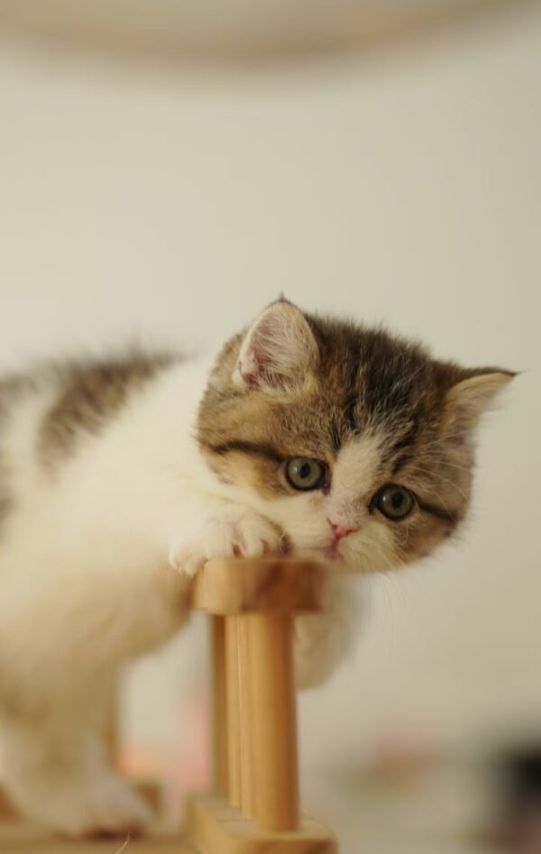 British Shorthair Golden & White Photo 3 British Shorthair Golden & White