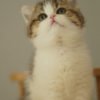 British Shorthair Golden & White Photo 4 British Shorthair Golden & White