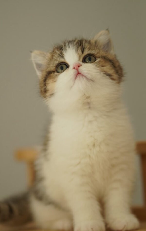 British Shorthair Golden & White Photo 4 British Shorthair Golden & White