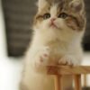 British Shorthair Golden & White Photo 5 British Shorthair Golden & White