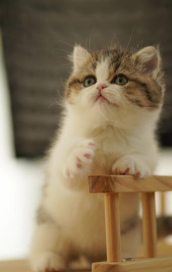British Shorthair Golden & White Photo 5 British Shorthair Golden & White