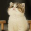 British Shorthair Golden & White Photo 6 British Shorthair Golden & White