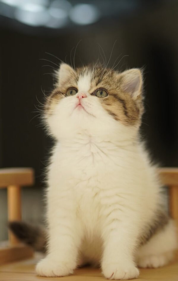 British Shorthair Golden & White Photo 6 British Shorthair Golden & White