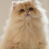 British Longhair Purple Golden Shaded