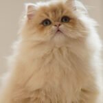 British Longhair Purple Golden Shaded Photo 1 British Longhair Purple Golden Shaded