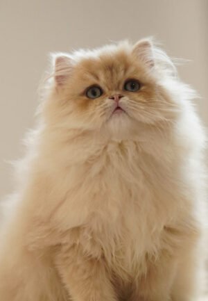 British Longhair Purple Golden Shaded Photo 1 British Longhair Purple Golden Shaded
