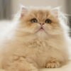British Longhair Purple Golden Shaded
